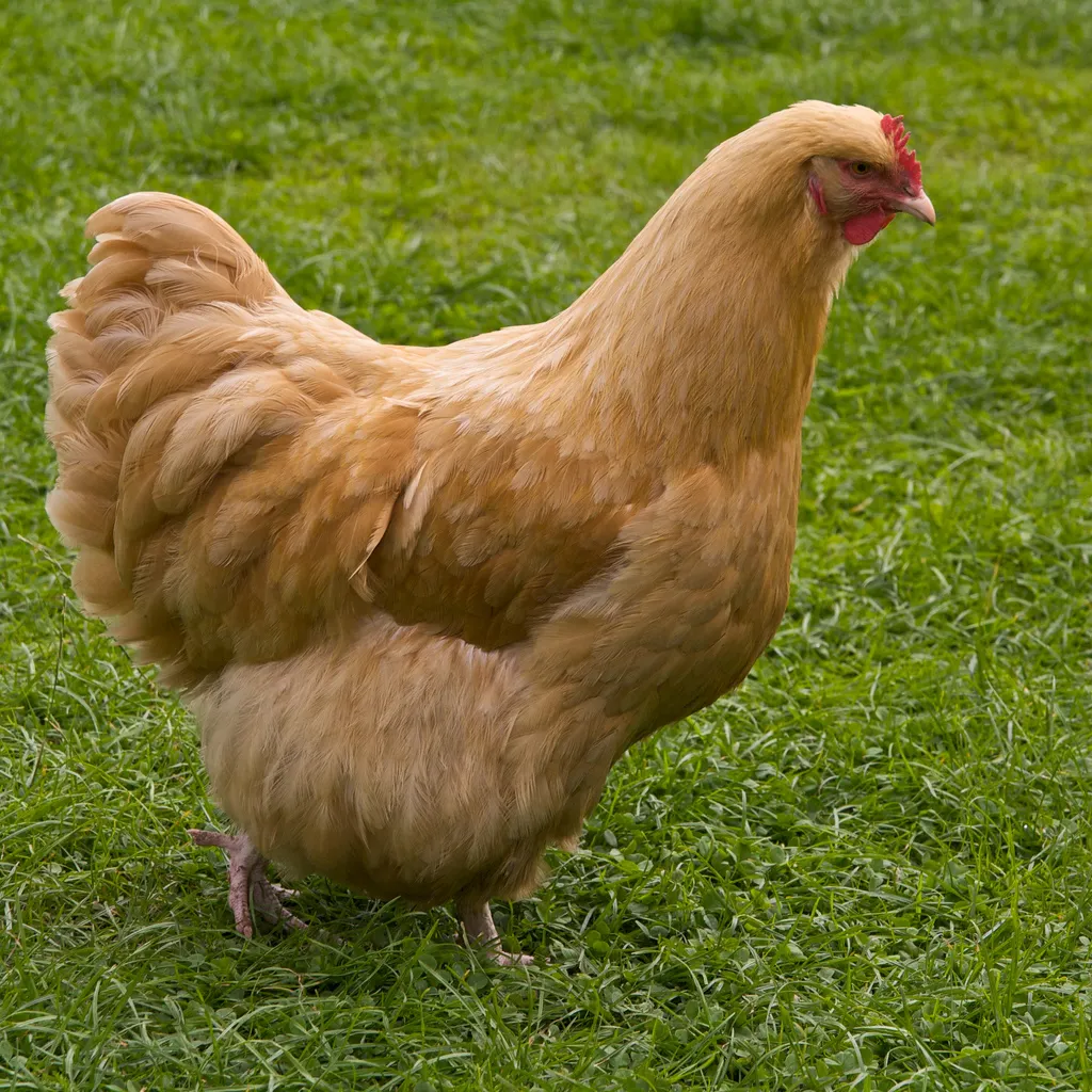 What Some People Could Learn From A Chicken