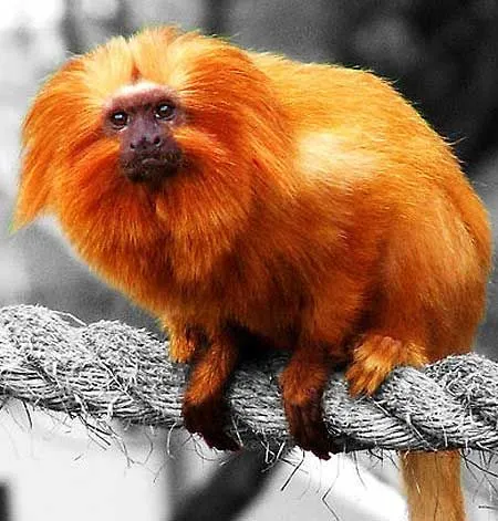 Bye, Bye Monkeypox!